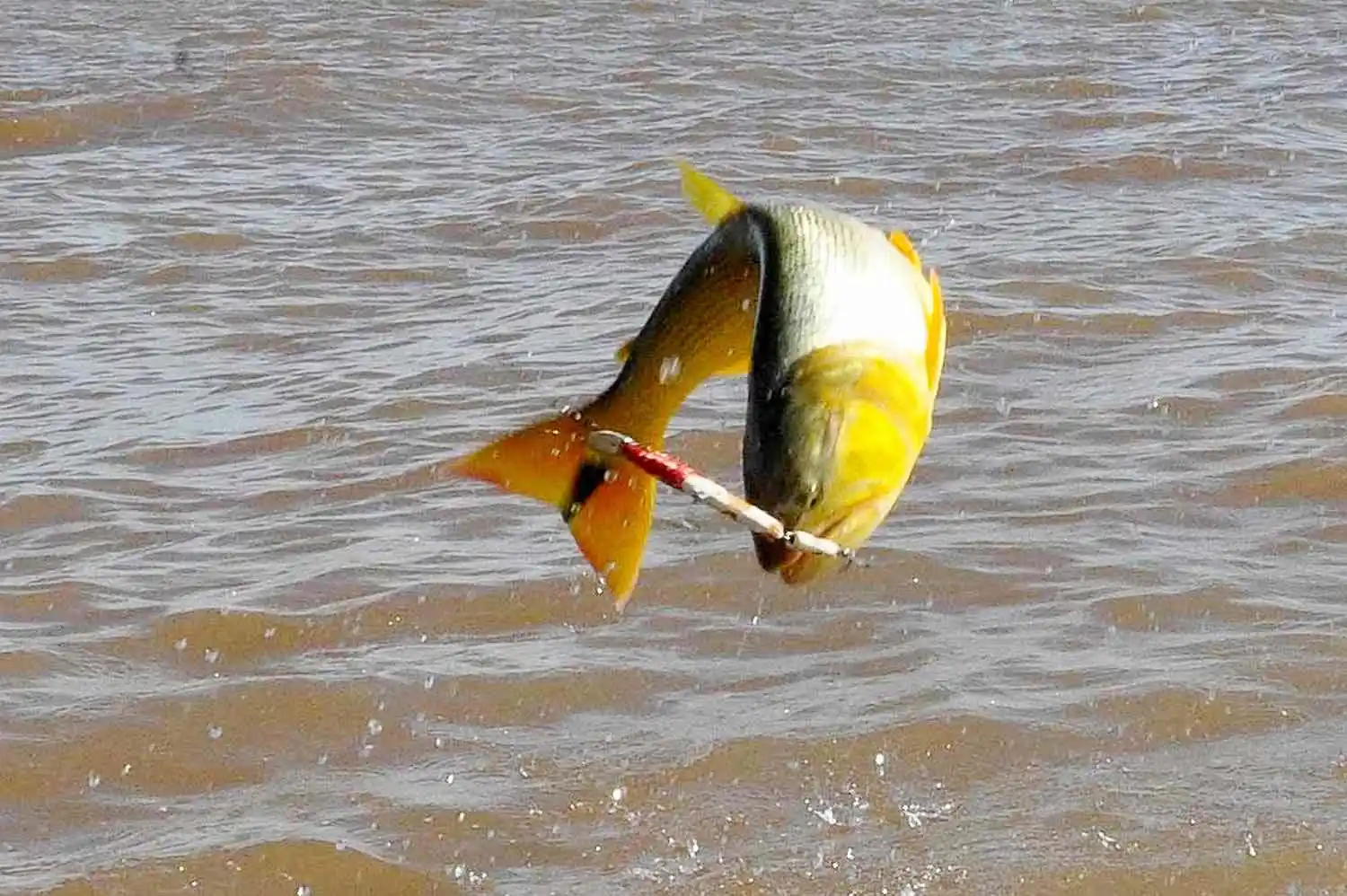 Fecha confirmada para la Pesca del Dorado