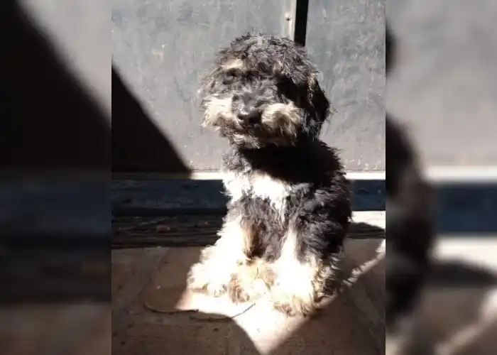 Buscan urgente un perro que está medicado