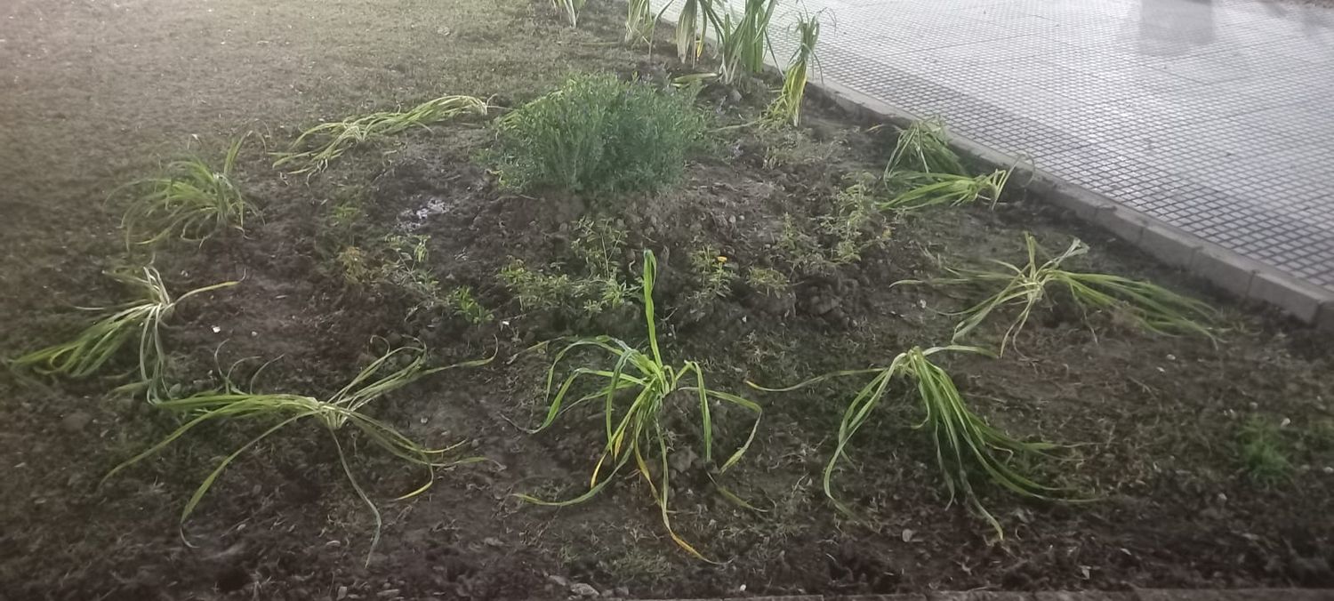 Dos aprehendidos por daños en Plaza Constitución