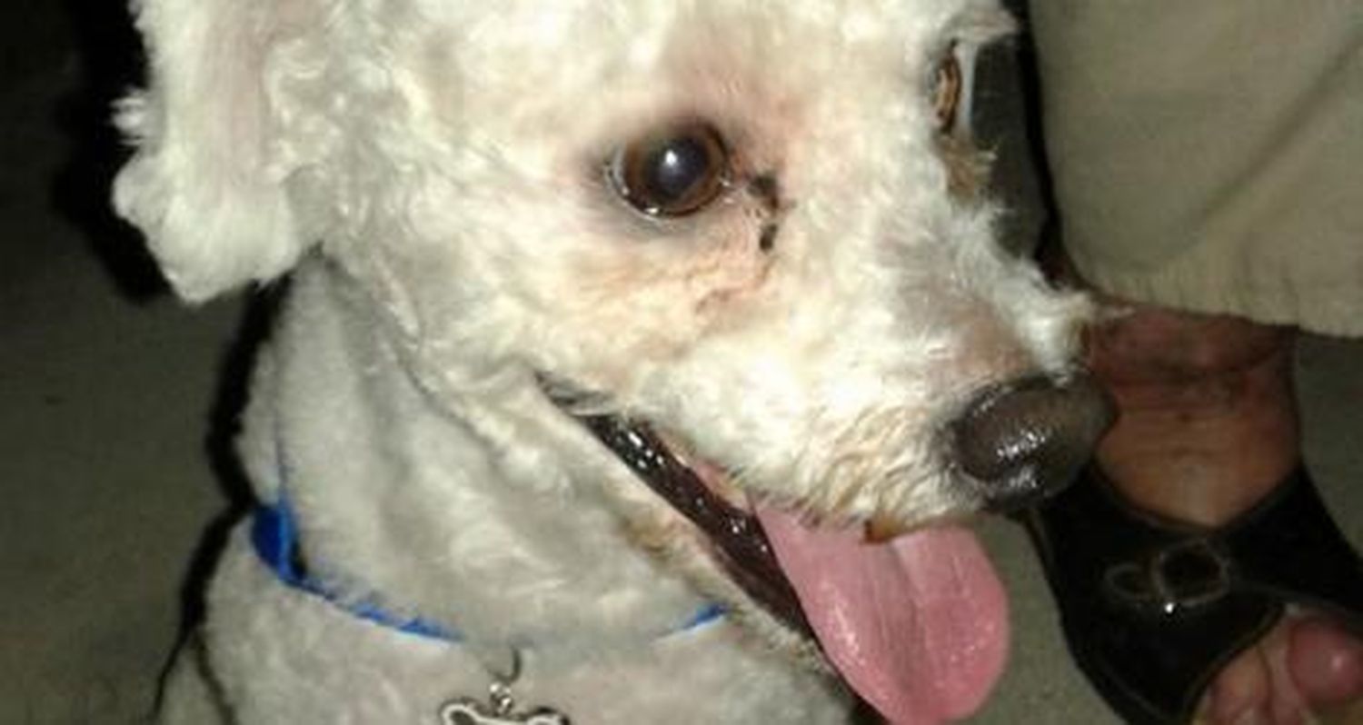 Perrito encontrado