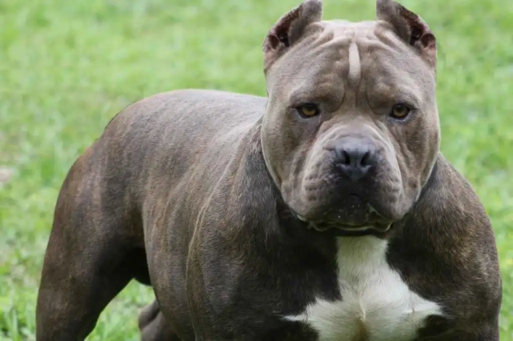 Un pitbull atacó a una nena de 3 años y a un niño de 11 en la ciudad de Santa Fe