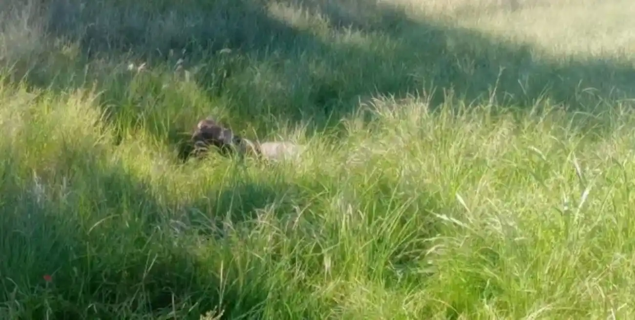 Un cuerpo sin vida envuelto en bolsas de consorcio.