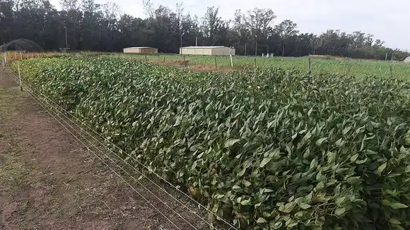 Paralizaron la siembra de  soja en Santa Fe por las altas  temperaturas