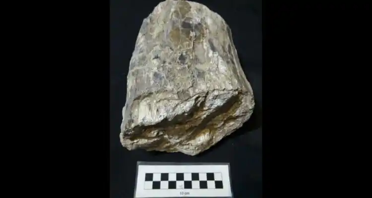 Vecino donó parte de un colmillo de mastodonte al Museo Paleontológico