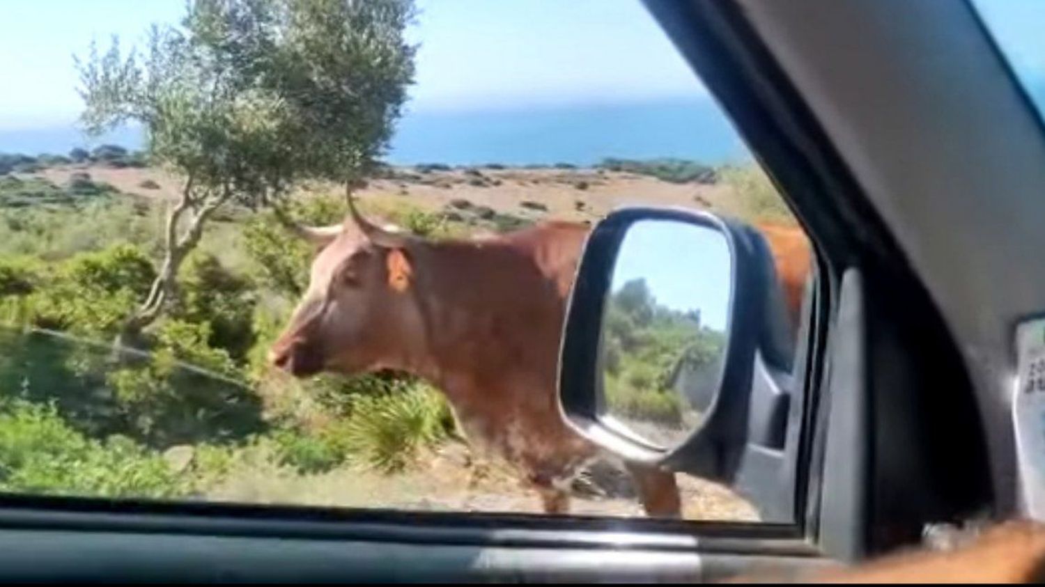 Viral: una vaca muy inteligente actúa como guía de tránsito