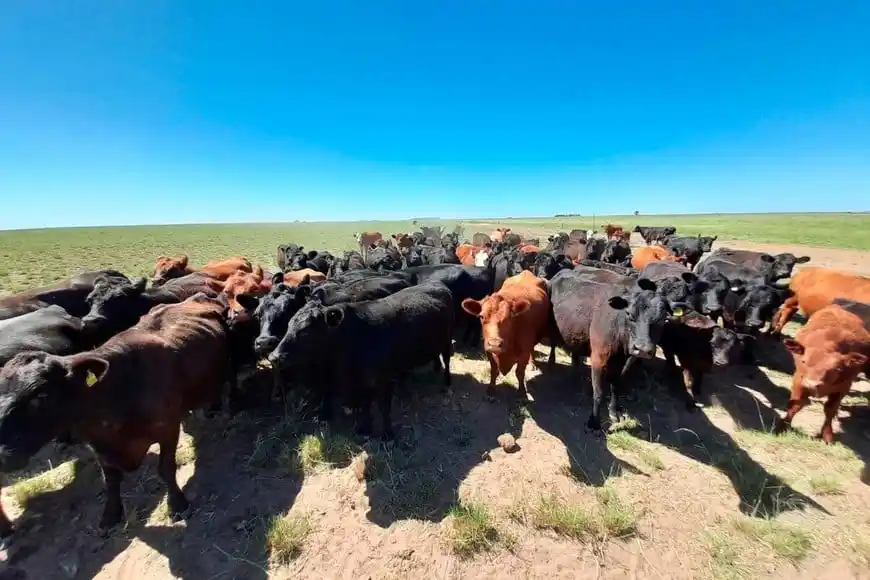 El dato se desprende de un completo informe de la Bolsa de Comercio de Rosario. El ranking lo lidera Estados Unidos. En la región, Argentina se impone en consumo de carne vacuna.