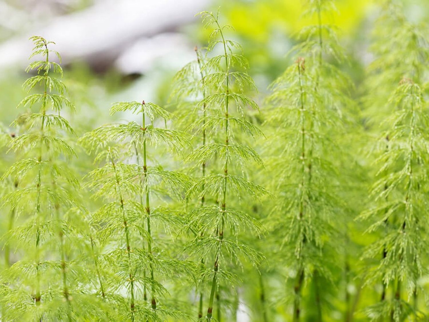 Cola de caballo: la planta milagrosa que estimula la producción natural de colágeno