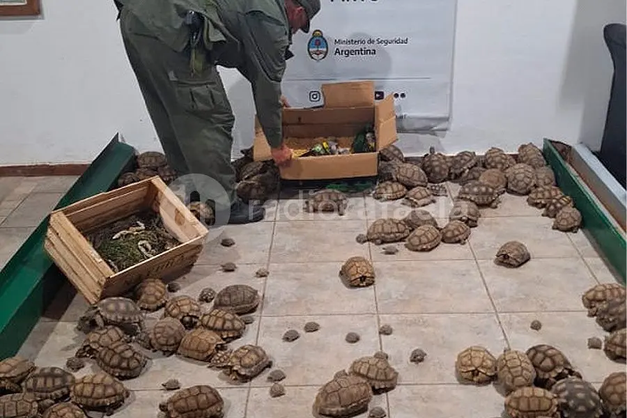 Operativo “Jumanji” de Gendarmería: rescataron tortugas, loros e iguanas