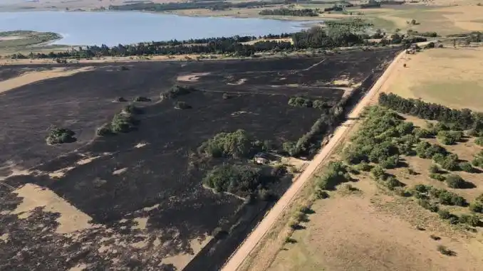 En Ruta Nº20: Incendio forestal requirió presencia de Bomberos Voluntarios de Chascomús, Ranchos y Lezama