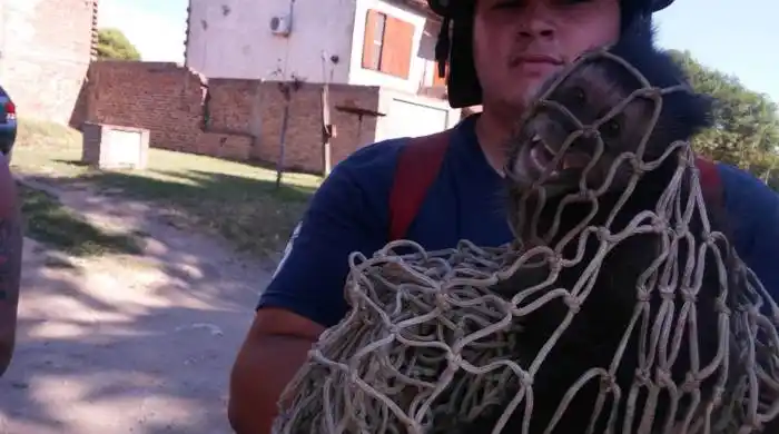 Bahía Blanca: Capturan a un mono que andaba suelto por la calle 