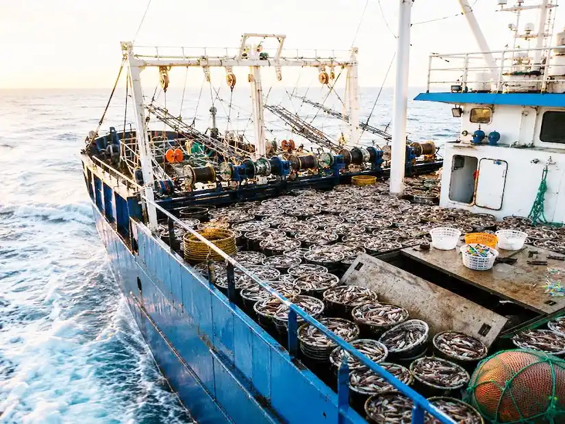 Milla 200 bajo presión: alertan que flotas extranjeras ya capturan hasta cuatro veces más que toda la pesca argentina