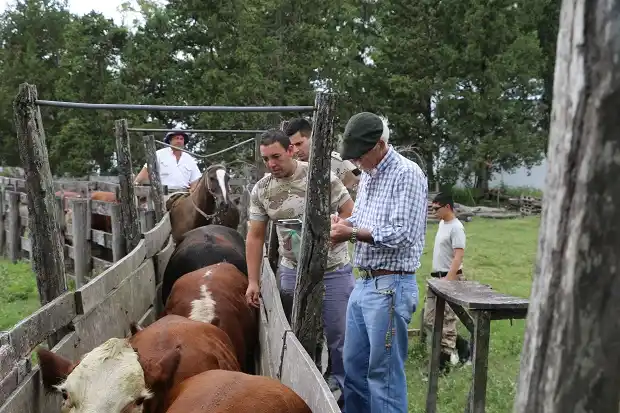 Abigeato a Pieczocha:  tres de los acusados recibieron la mínima