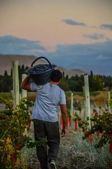 Adelantos de la vendimia 2025