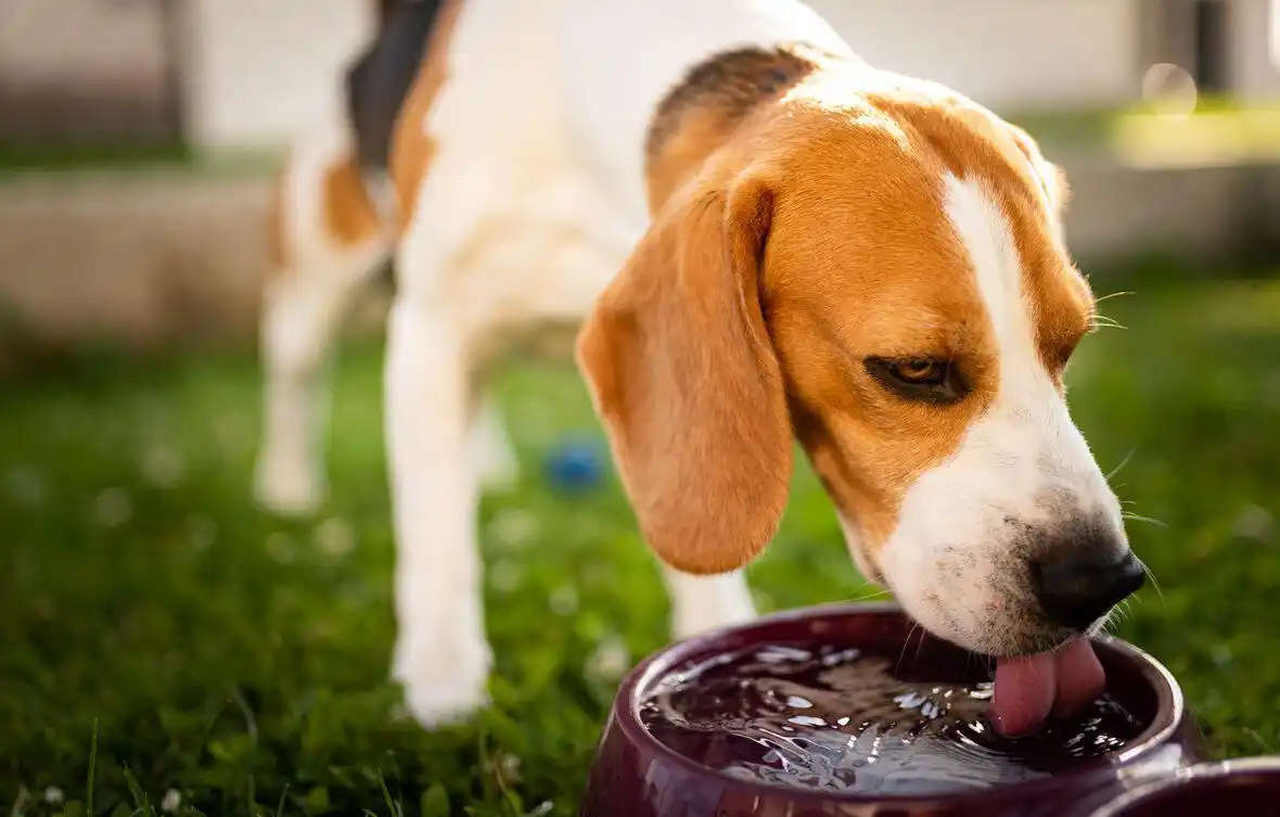 Mantenerlos hidratados es fundamental. Por eso, ofrecerles agua fresca y limpia en todo momento es primordial.