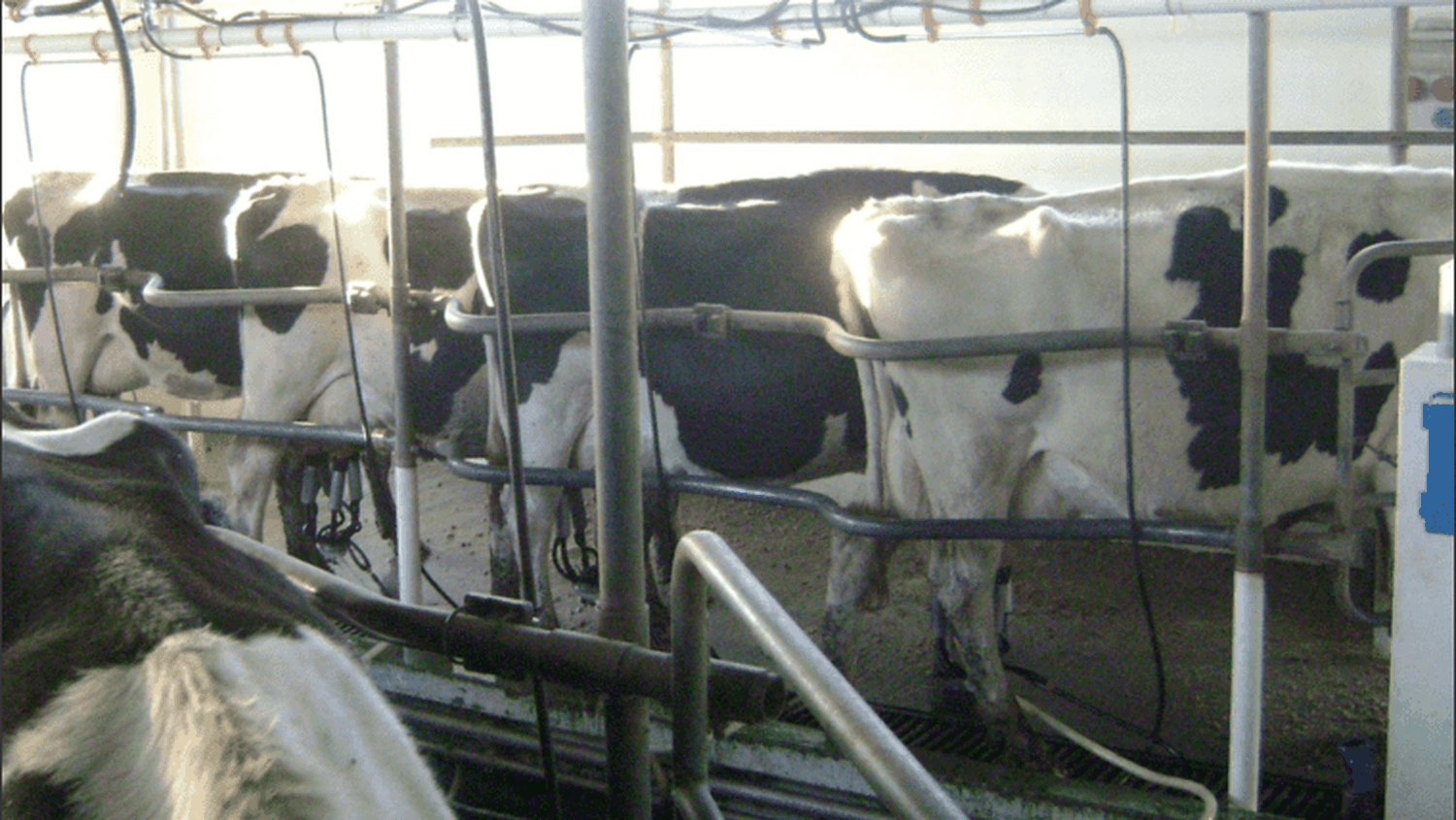 Bienestar animal: entre cuestionamientos éticos y económicos