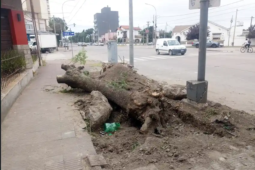 En el suelo. Se mantienen desde hace semanas los restos de un árbol en 26 y Diagonal