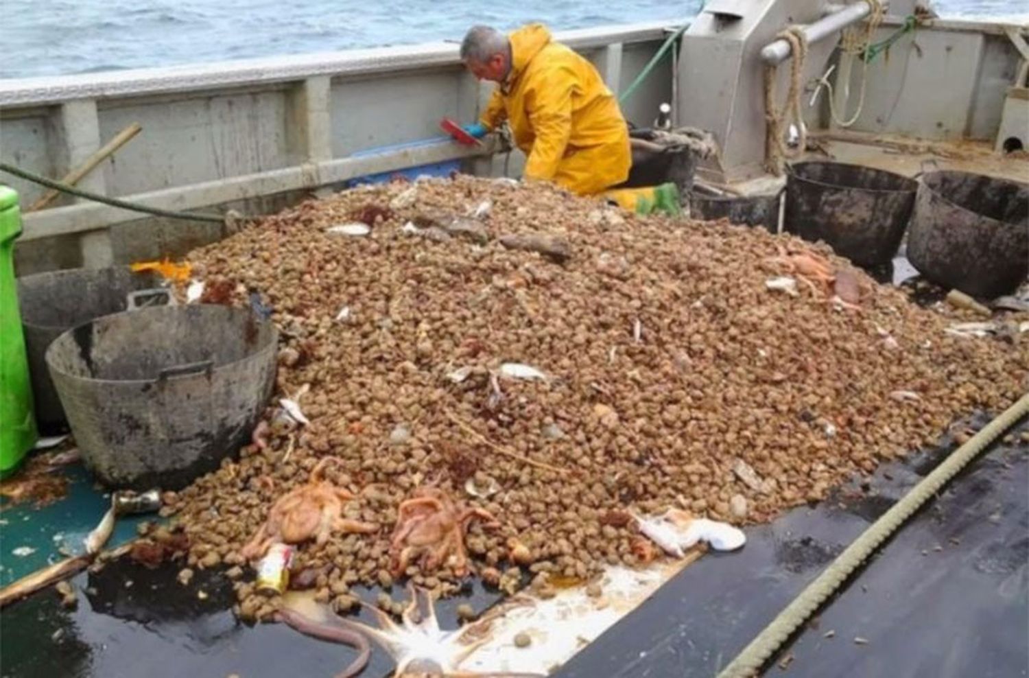 La pesca en alerta: proyectan una caída del 30% en las exportaciones en 2020