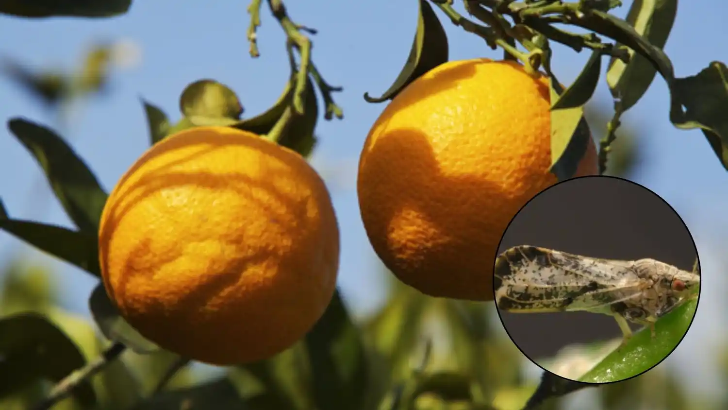 El vector de la plaga, letal para los cítricos, fue detectado en el norte bonaerense.
