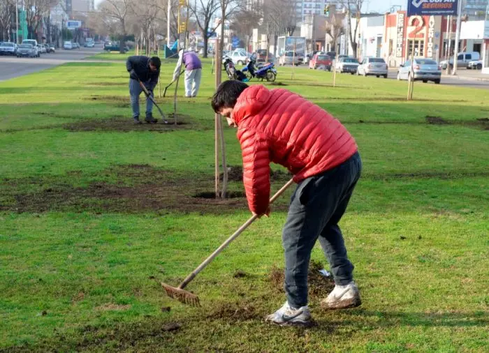 Forestación de la avenida 59 con 600 ejemplares