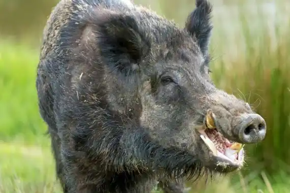 Dieron media sanción a la declaración de plaga de tres especies exóticas