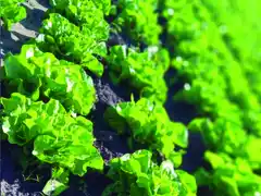 Se pone en funcionamiento el puesto de verduras en el Mercado Municipal