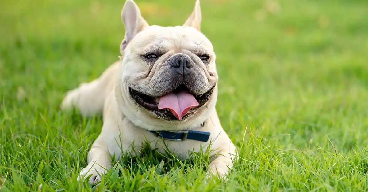 Qué hacer si tu perro sufre un golpe de calor