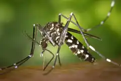 Confirmaron el primer caso de dengue en Tandil