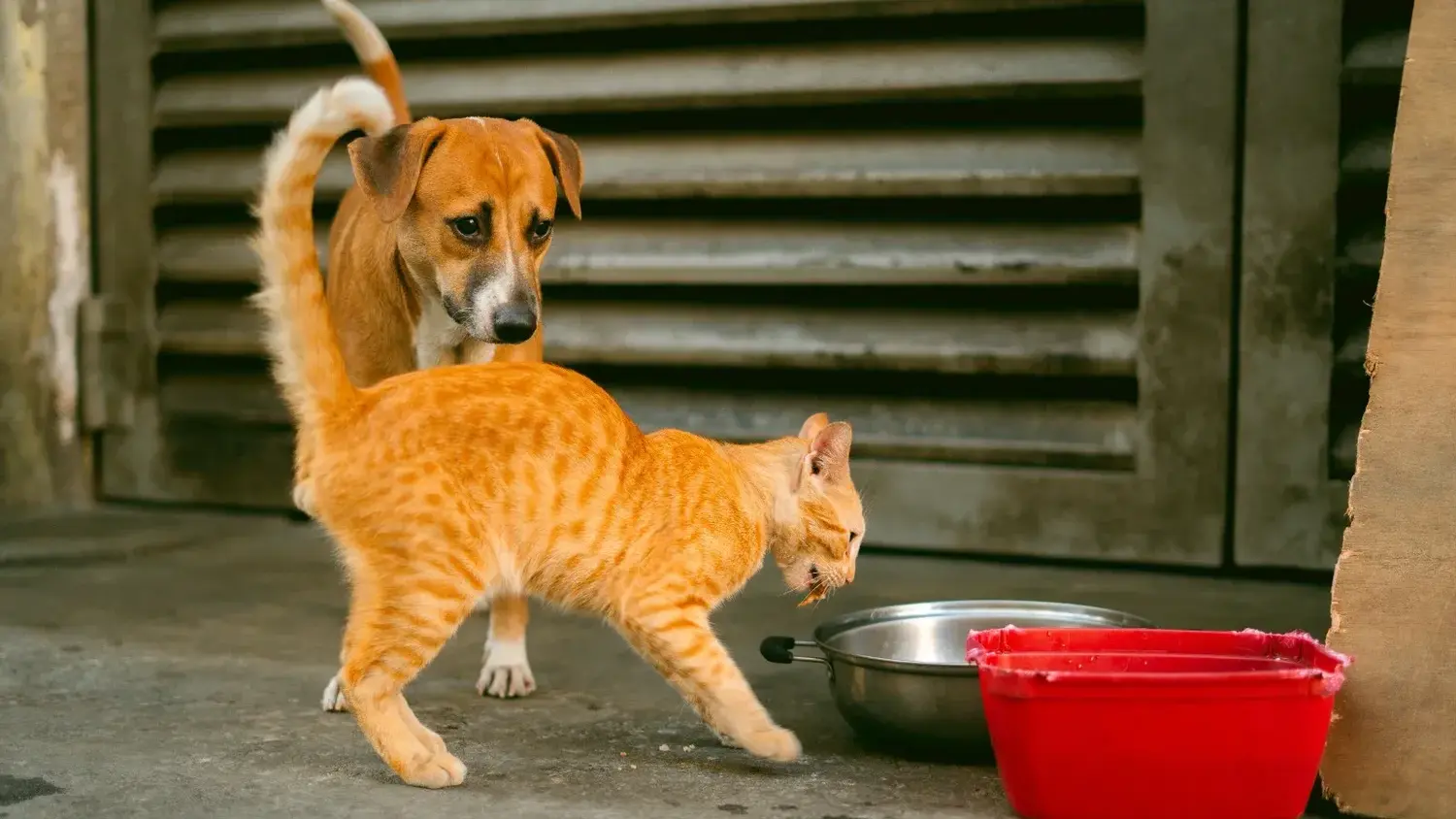 Zoonosis municipal: vacunación, antiparasitarios y atención veterinaria gratuita en Rafaela