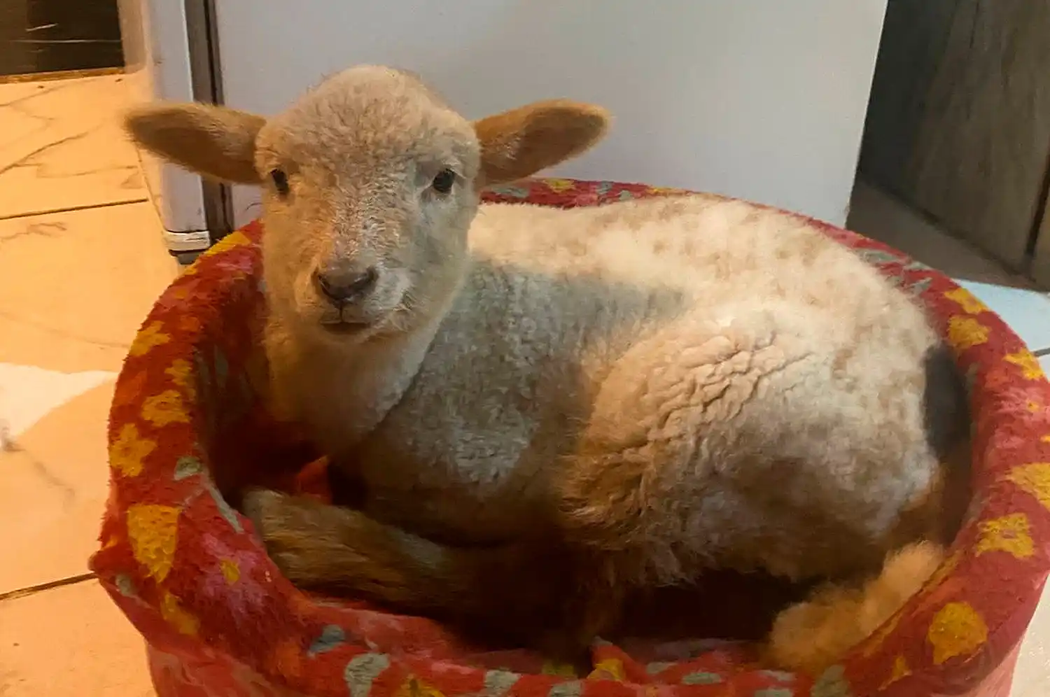 Florencia - Dueña	Tiene una mascota particular, un cordero - 4