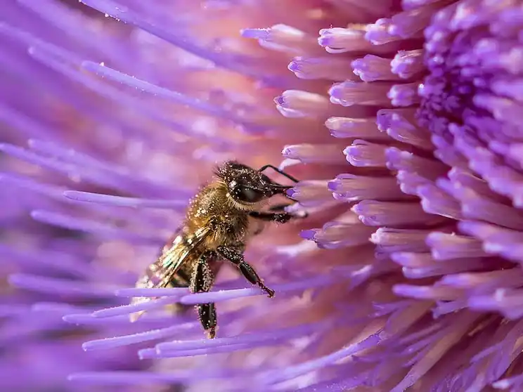 Una innovación argentina ayuda a proteger a las abejas de un virus letal