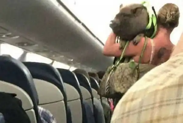 Subió al avión con un chancho: hizo caca en el pasillo y la echaron
