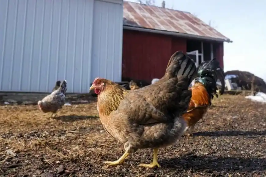 Caso sospechoso de gripe Aviar evaluado en Gualeguaychú: revelaron el resultado