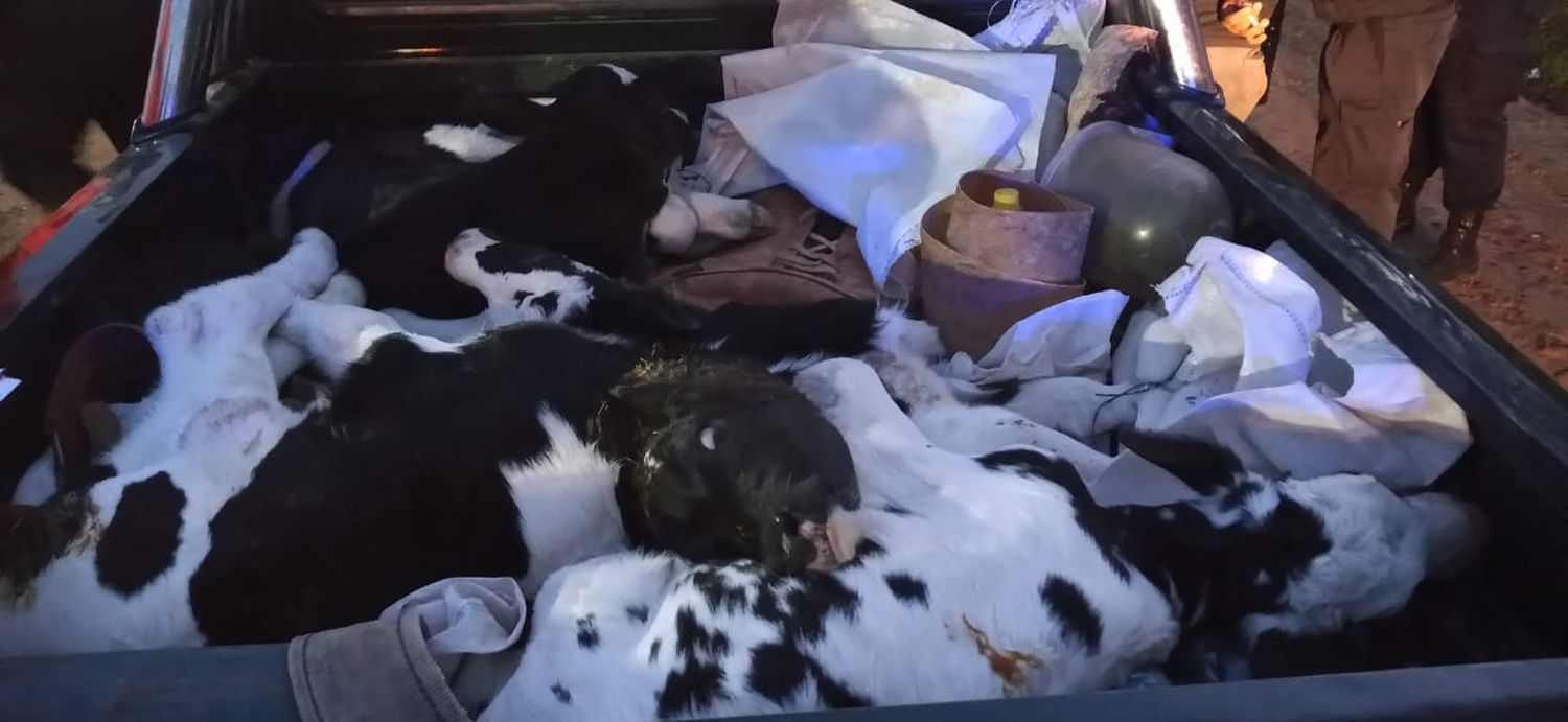 Conductor con alto grado de alcohol en sangre trasladaba animales irregularmente