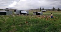 Gallinas libres de jaula, una forma de producción alternativa en auge