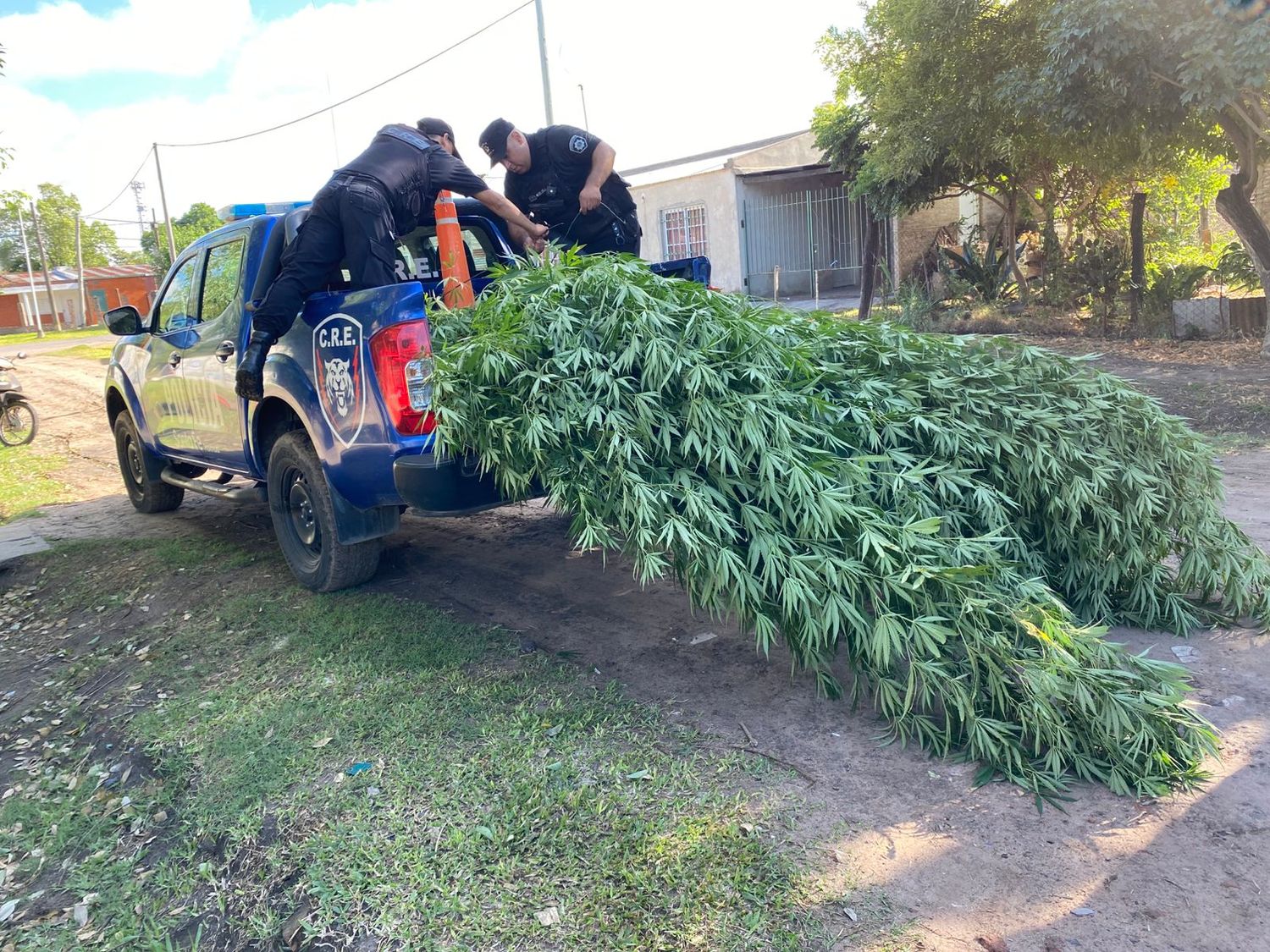 Siguen los secuestros de plantas de Marihuana