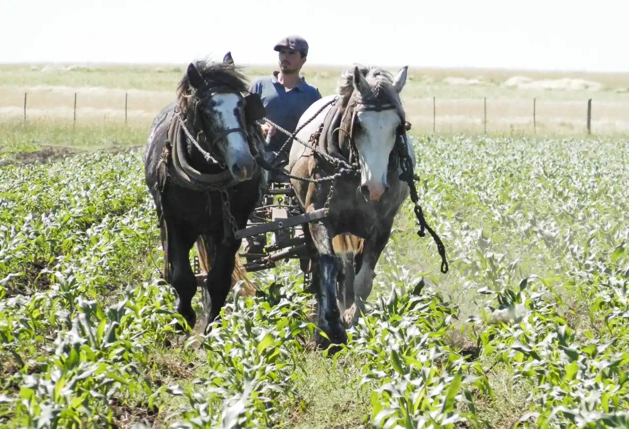 Tandilenses adhirieron a un amparo ambiental contra la liberación del trigo transgénico