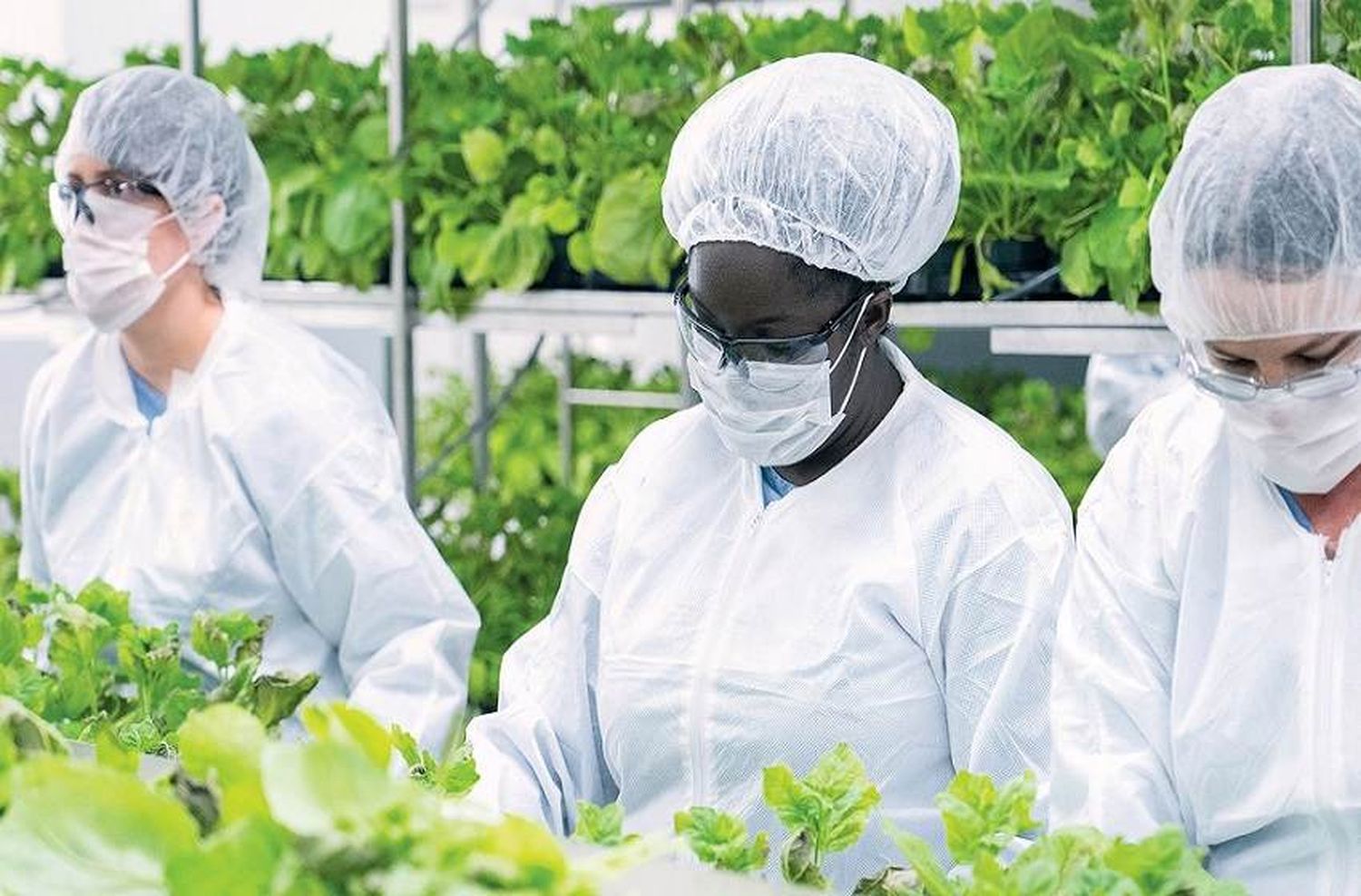 Coronavirus: convocan a voluntarios para ensayos de una vacuna de origen vegetal