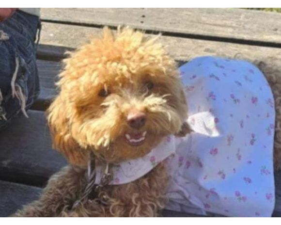 Le robaron a su perrita Ofelia