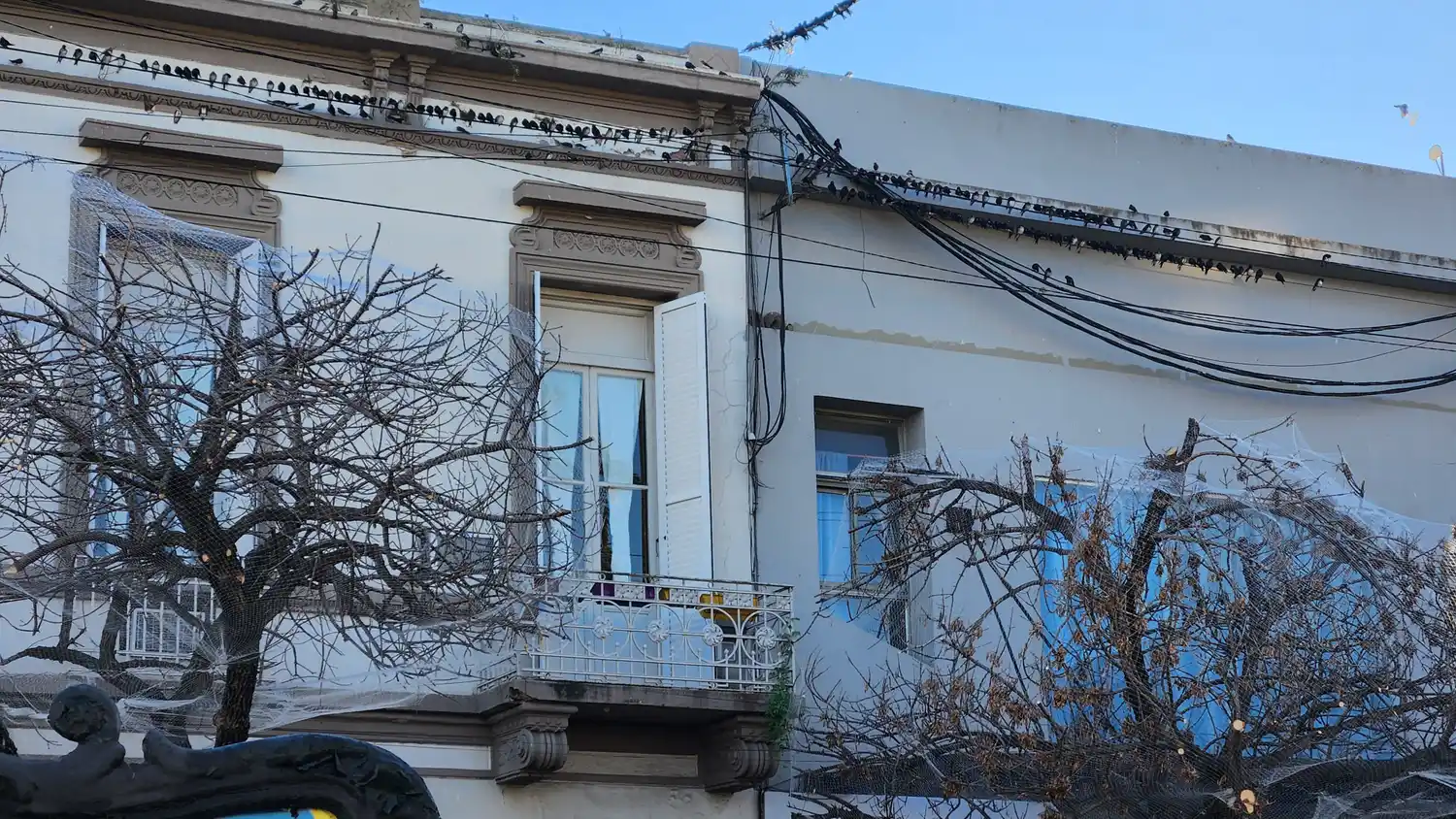 red pájaros arbol calle rafaela bv santa fe microcentro malla aversa - 9