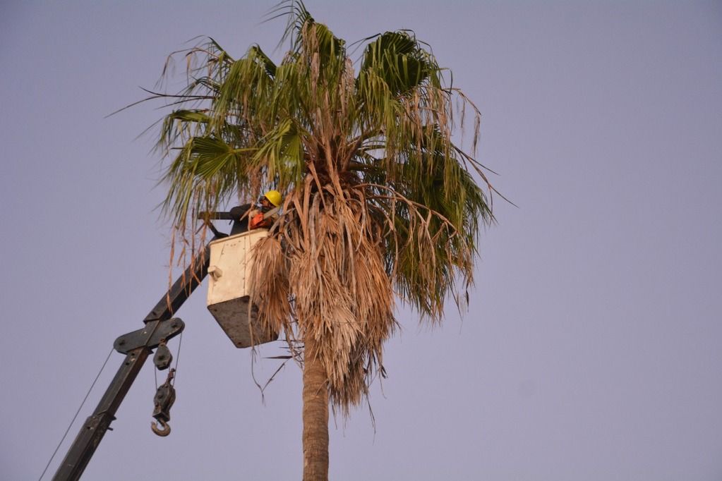 Operativo de extracción de una palmera en Zurbriggen al 600