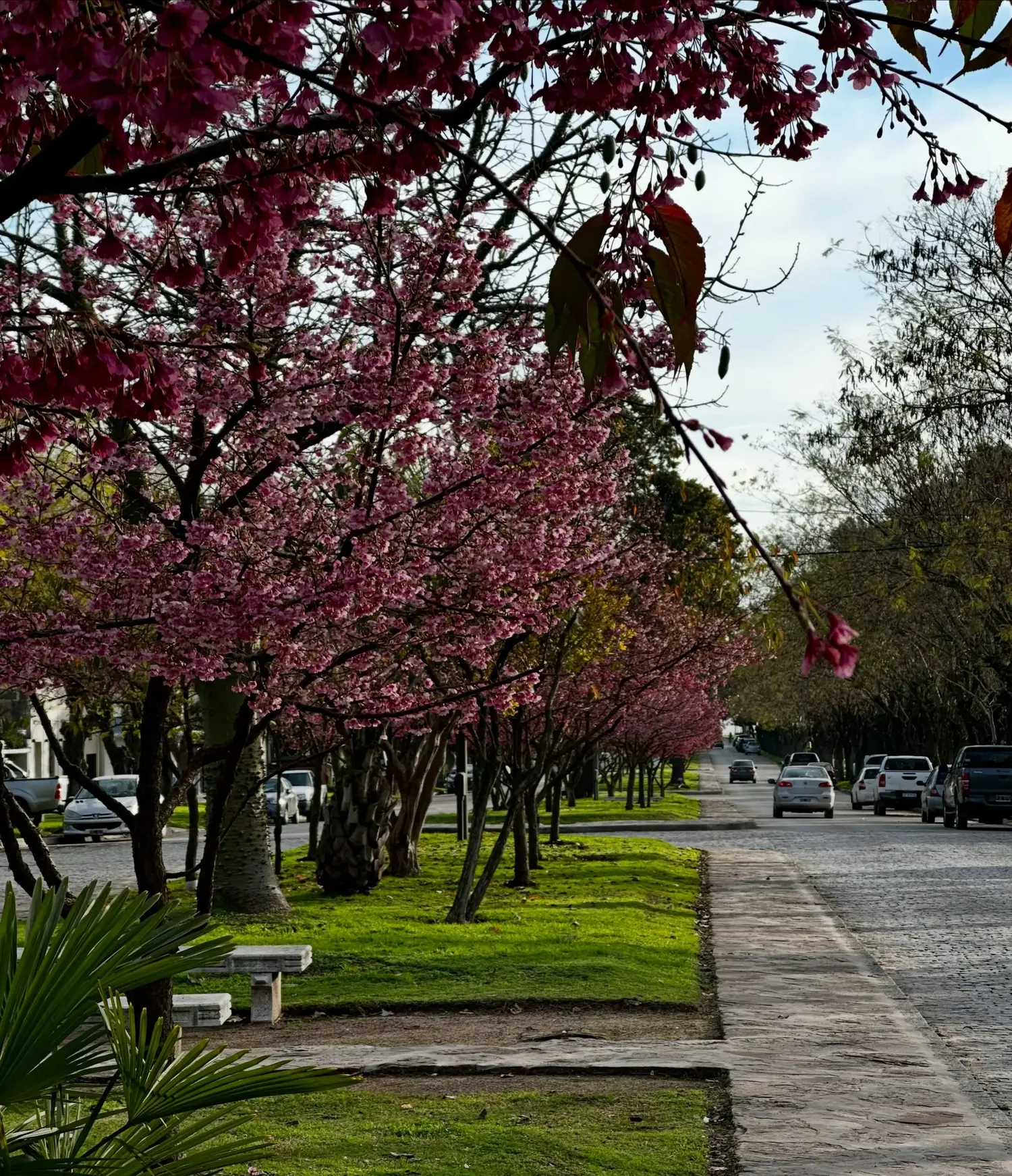 Florecieron los sakura en Chascomús: la belleza japonesa que tiñe de rosa la avenida Lastra