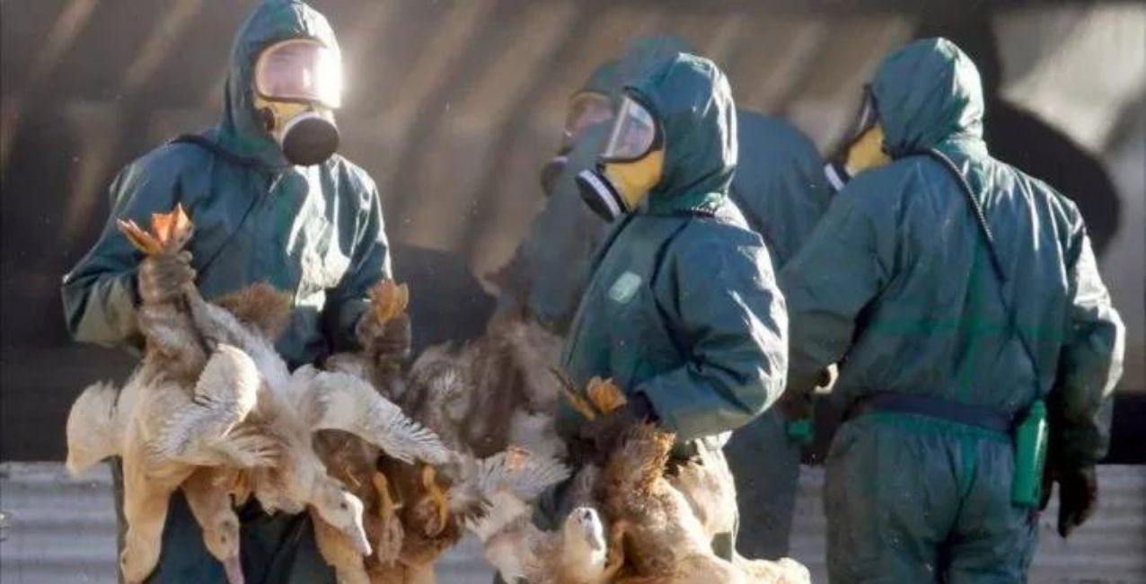 Se confirmó el primer caso de Gripe Aviar en Argentina