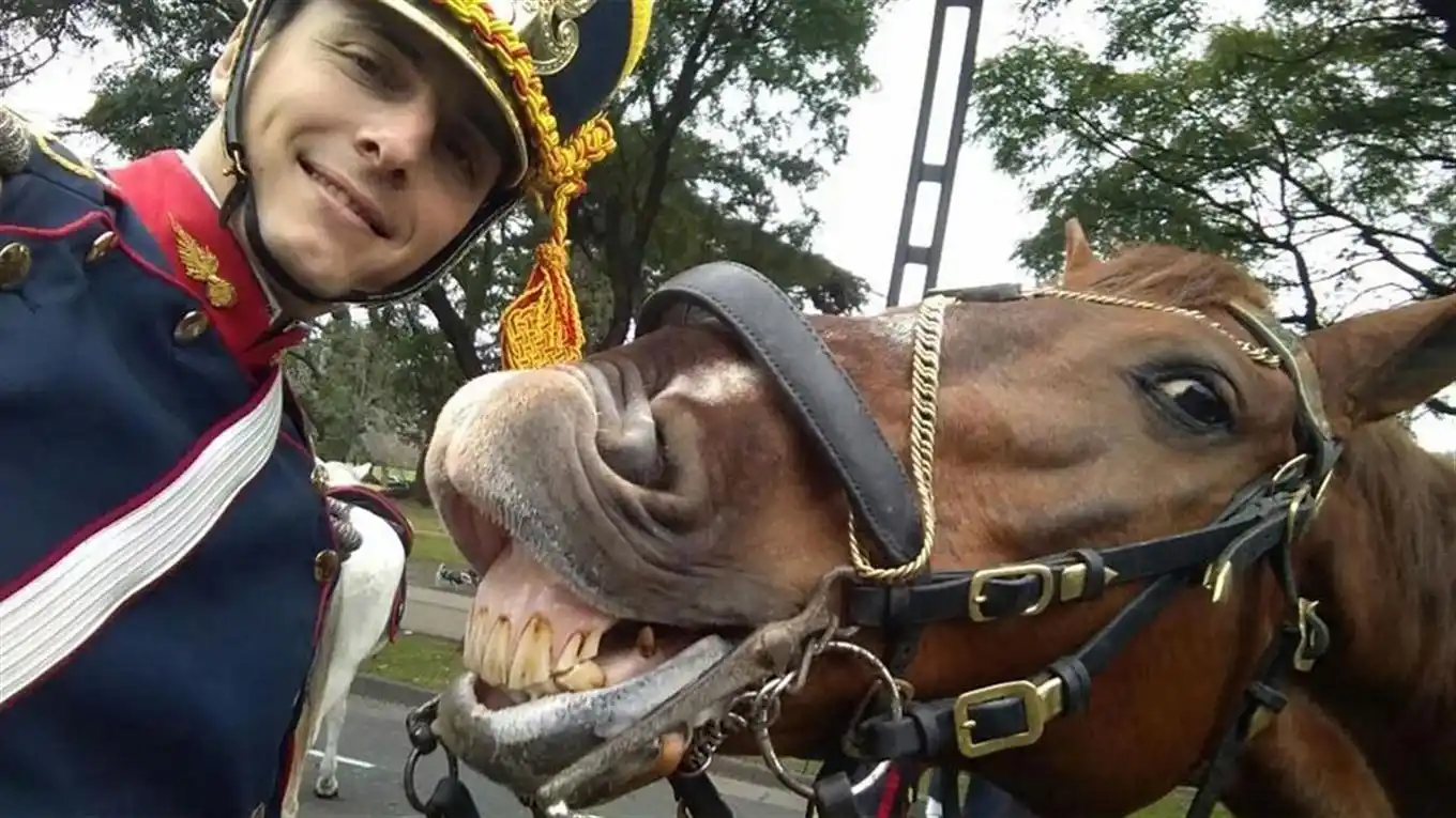 El caballo que posó para una selfie con el granadero