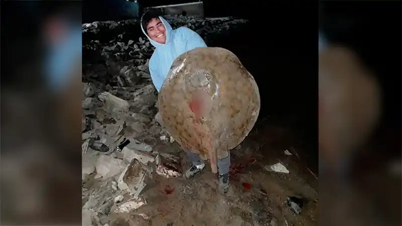 "Buscaba algún doradito" y se llevó una sorpresa: pescó una raya de 30 kilos
