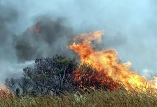 Preocupan varios focos de incendios forestales en Sierra de Los Padres