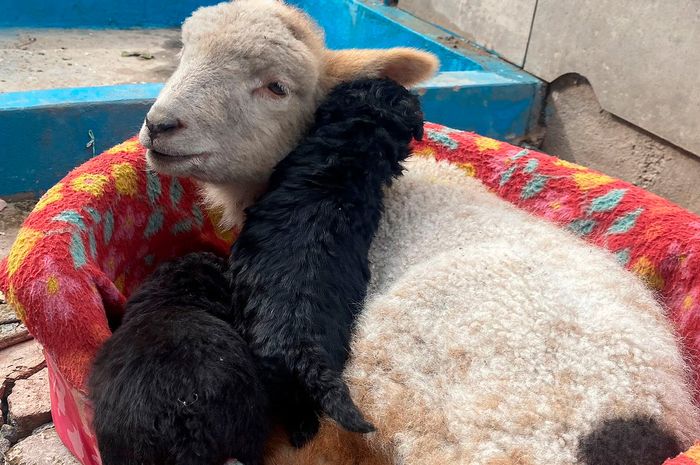 Florencia - Dueña	Tiene una mascota particular, un cordero - 3