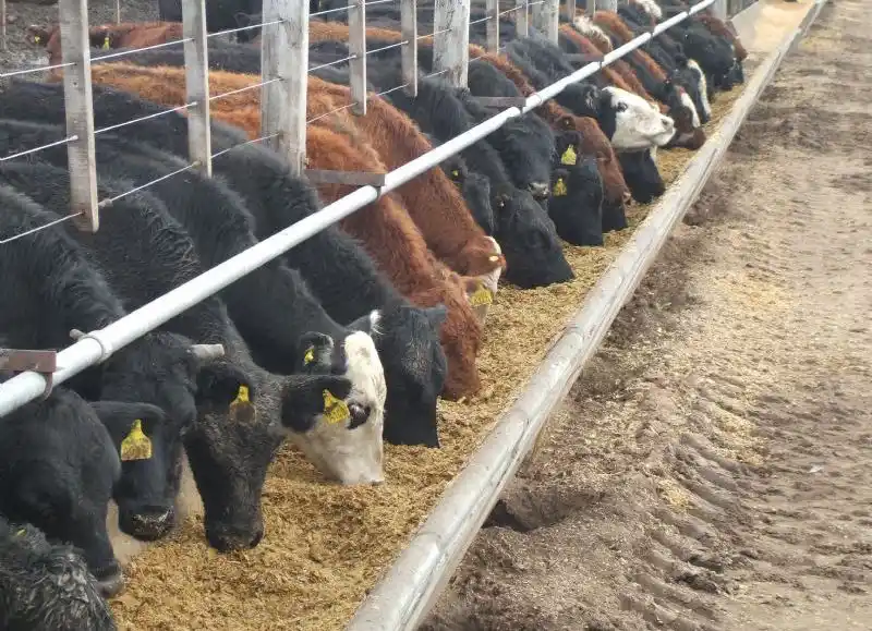 Regulan los feed lot en la Provincia