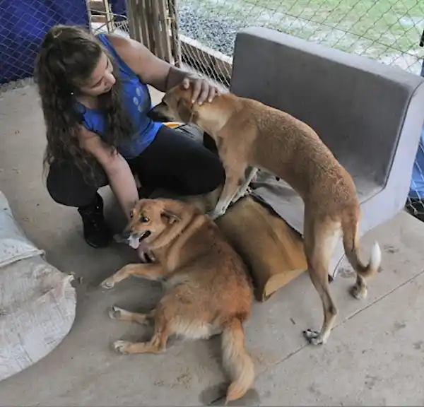 Paraguay: voluntarios pasan Navidad con perros rescatados