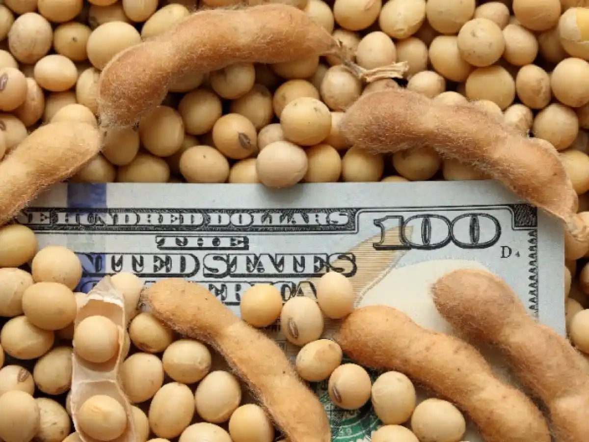 Estiman que productores  de soja venderán el 48%  de la cosecha hasta julio 