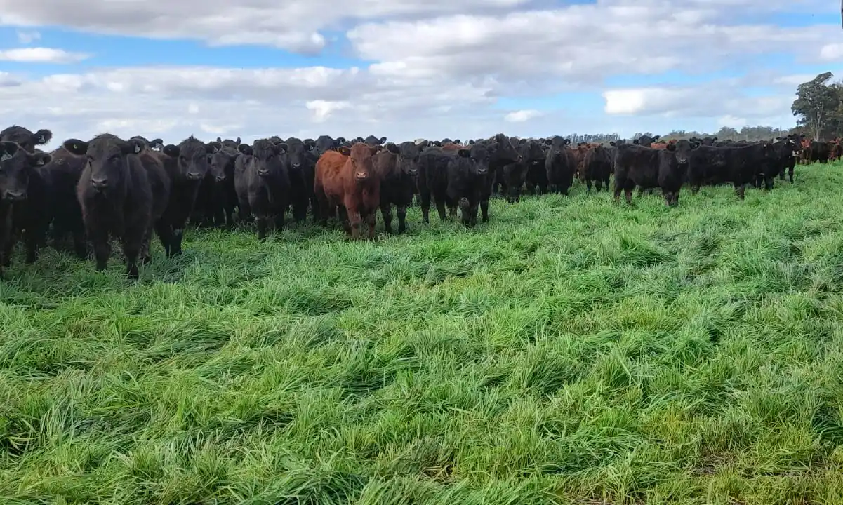 Brote de carbunclo en el norte de La Pampa